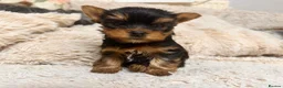 Yorkshire Terrier dogs for sale: Mini Yorkshire Terrier Puppies  - Advert 14