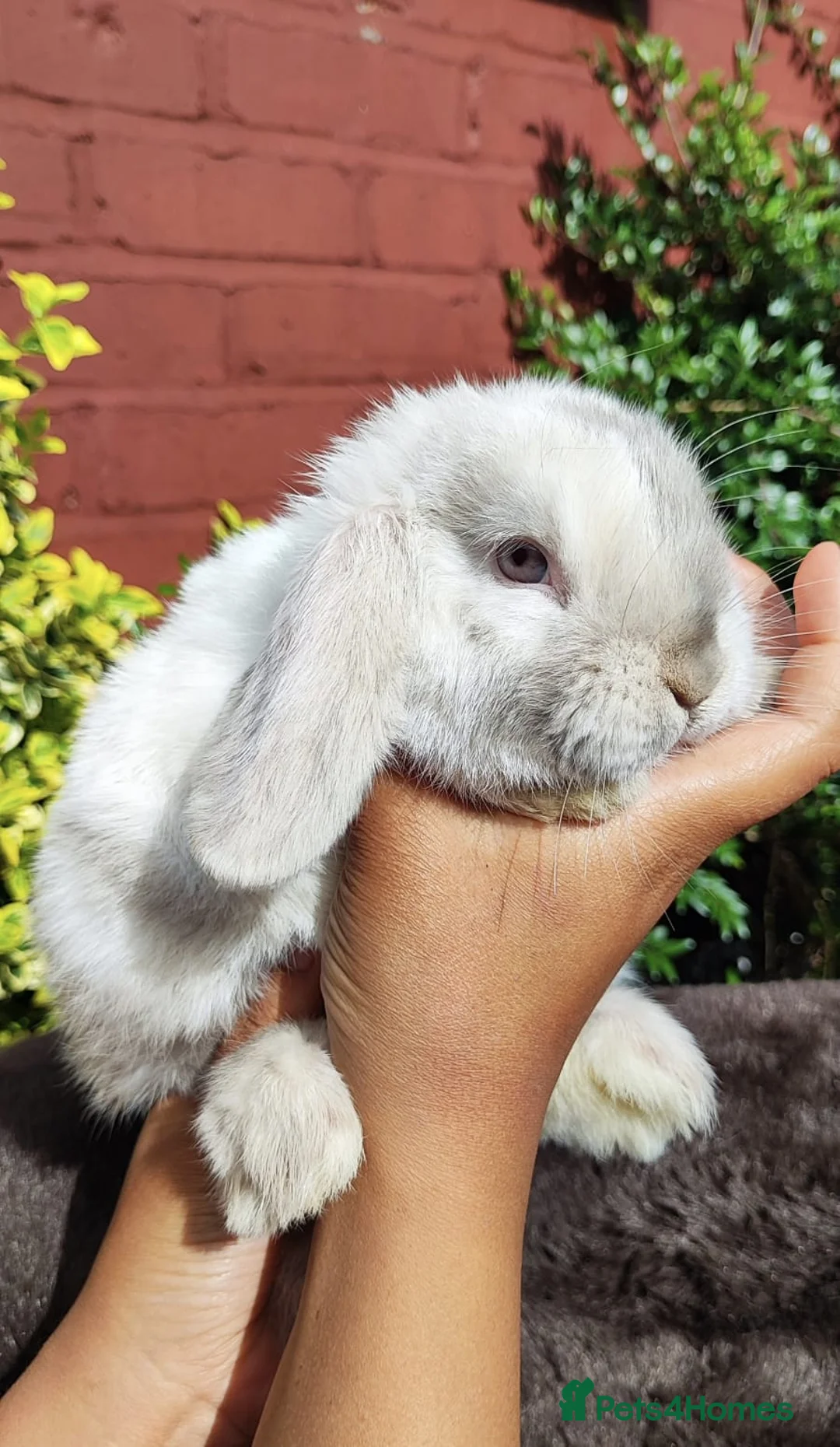 Mini Lop rabbits for sale: Mini lop  - Advert 2