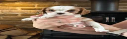 Cavalier King Charles Spaniel dogs for sale: Fully Health Tested Blenheim CKCS Puppies - Advert 12