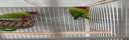 Parrots birds for sale: Too male plum heads  in Brechin - Advert 2