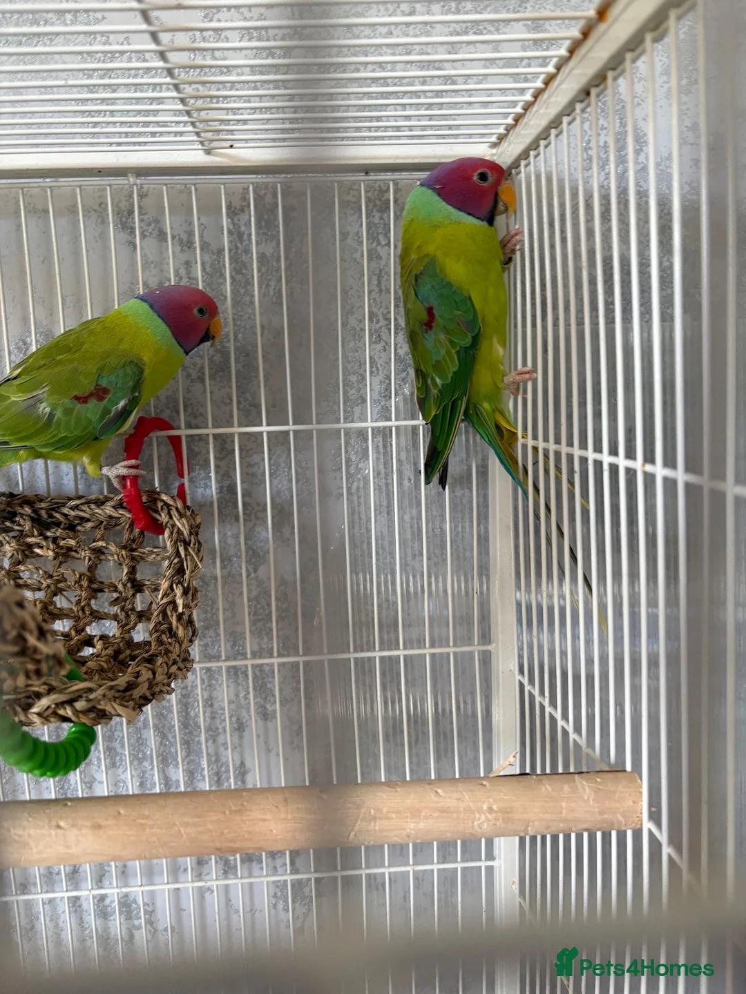 Parrots birds for sale: Too male plum heads  in Brechin - Advert 2