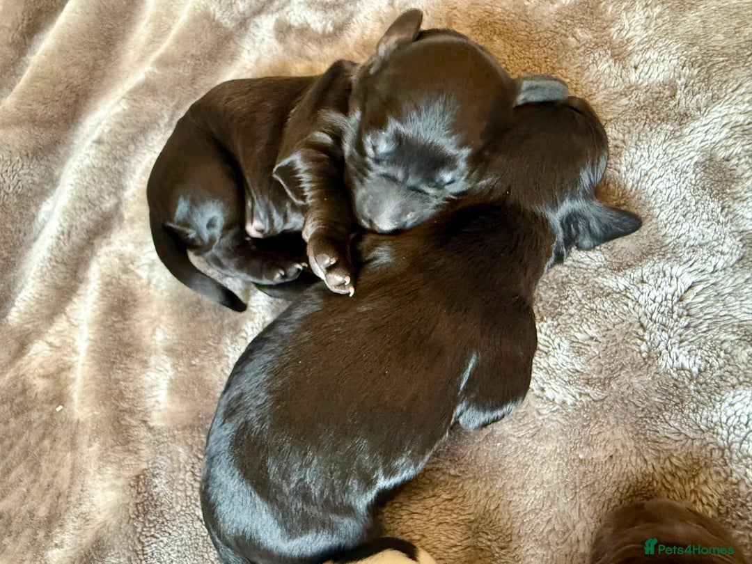 Cocker Spaniel dogs for sale: 7 cocker spaniel puppies for sale  - Advert 7