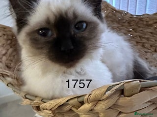 Ragdoll cats Lovely Chocolate Sealpoint Ragdoll Kittens - Advert 12