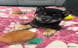 Japanese Shiba Inu dogs for sale: Japanese Shiba Inu  - Advert 1