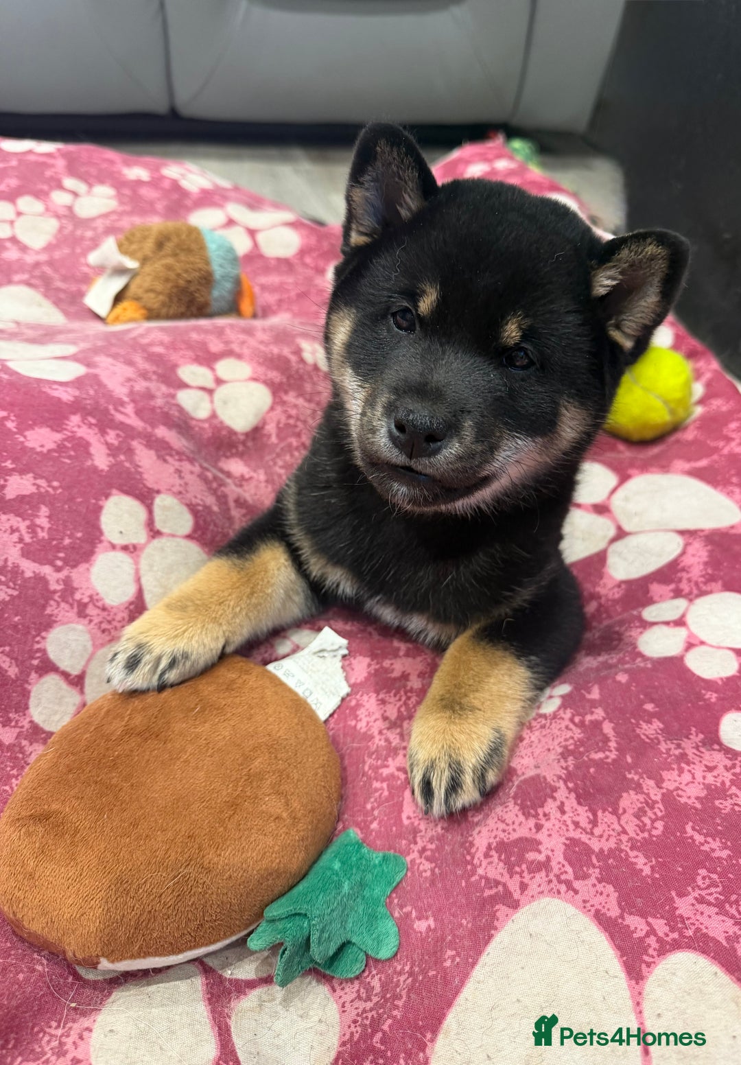 Japanese Shiba Inu dogs for sale: Japanese Shiba Inu  - Advert 1