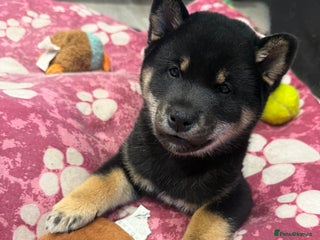 Japanese Shiba Inu dogs Japanese Shiba Inu - Advert 5