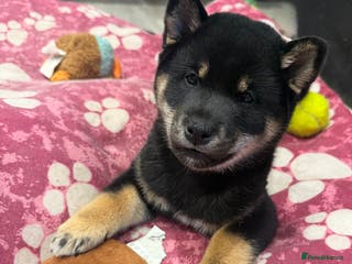 Japanese Shiba Inu dogs Japanese Shiba Inu - Advert 6