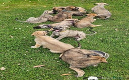 Irish Wolfhound dogs for sale: Irishwolfhounds for sale - Image 6