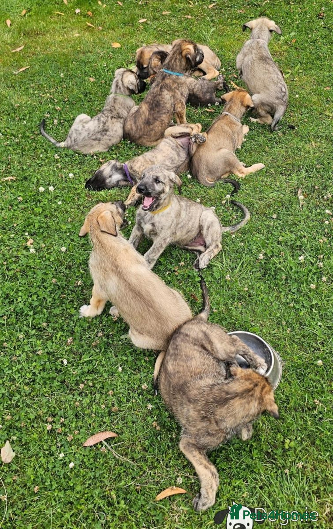 Irish Wolfhound dogs for sale: Irishwolfhounds for sale - Image 6