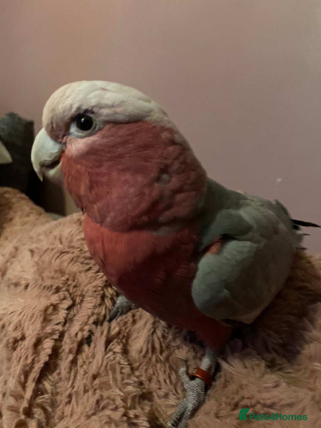 Cockatoo birds for sale: Male Galah cockatoo with cage - Advert 5