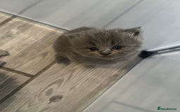 British Shorthair cats for sale: British Shorthair X Ragdoll - Image 8