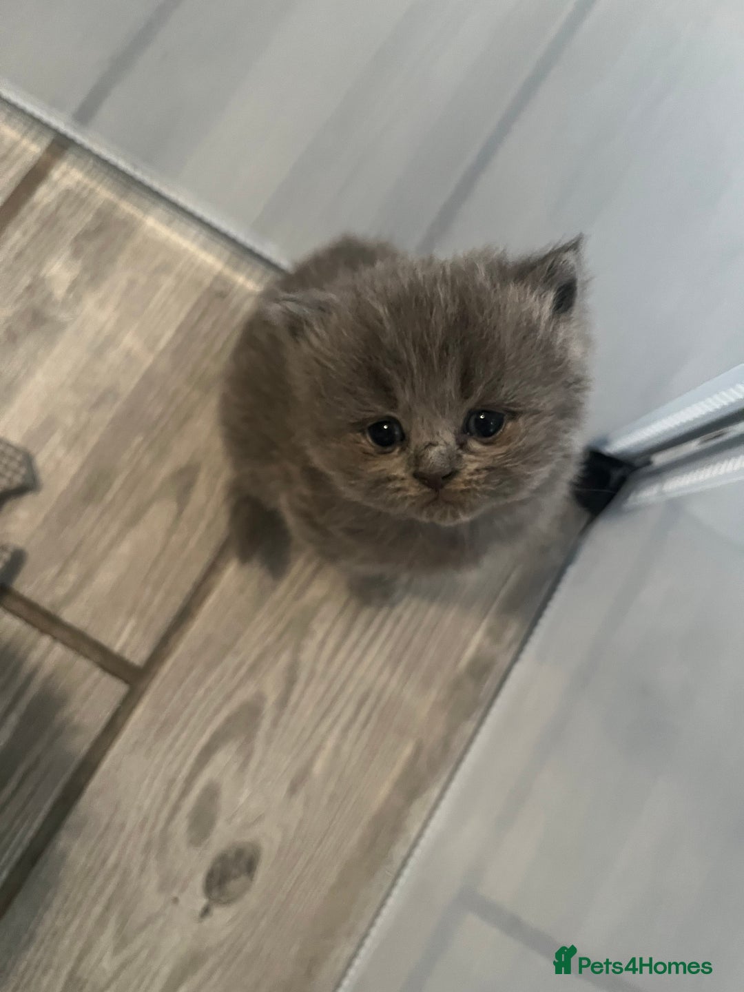 British Shorthair cats for sale: British Shorthair X Ragdoll - Image 8