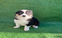 Australian Shepherd dogs for sale: Australia shepherd Kc puppies  - Image 33