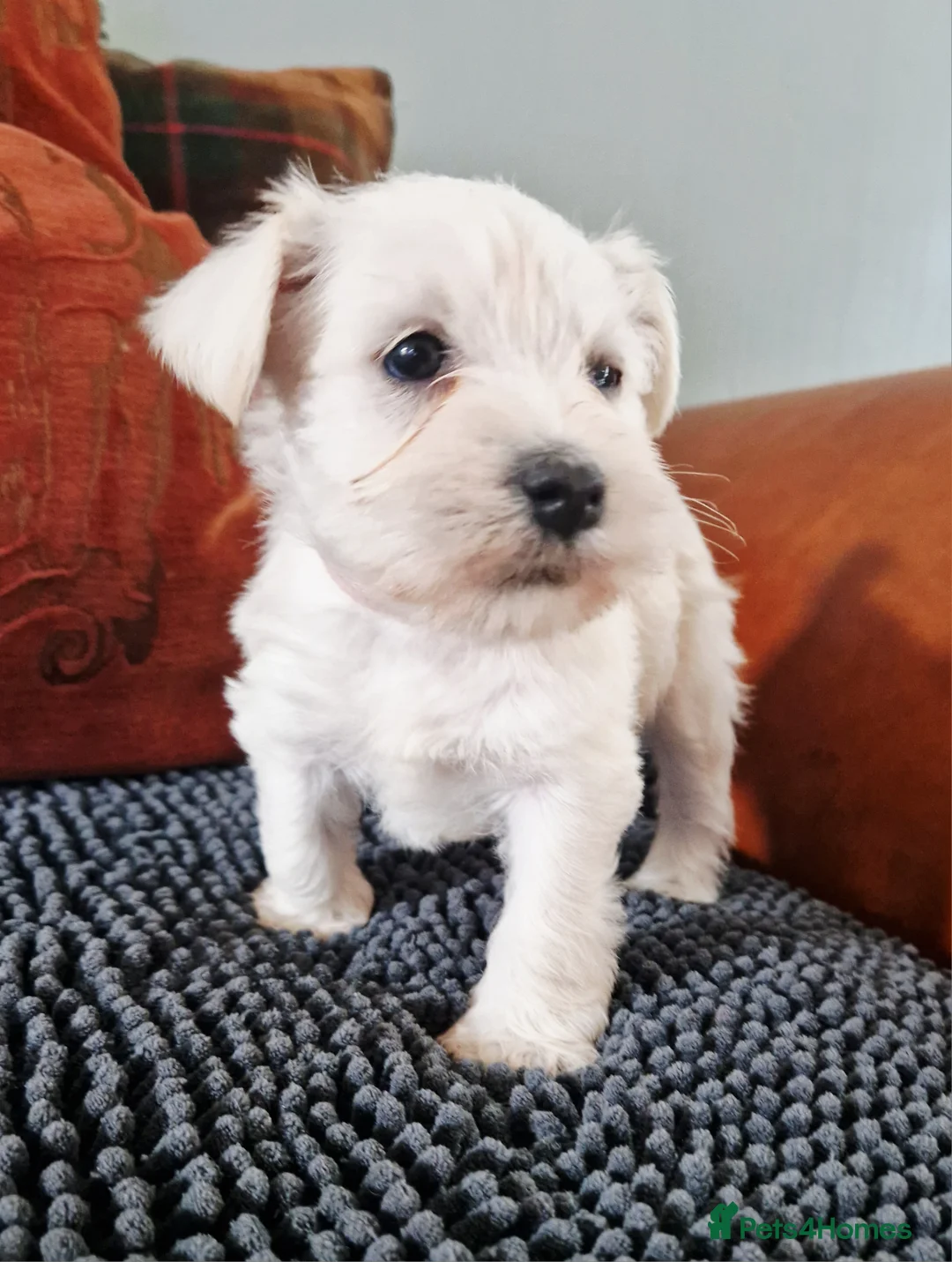Miniature Schnauzer dogs for sale:  Pedigree Silver white minature schnauzer  - Advert 11