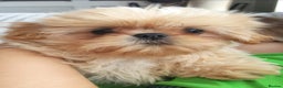 Shih Tzu dogs for stud: Kc registerd stud karashishi and sweet tooth lines in Southampton - Advert 9