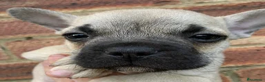 Hank