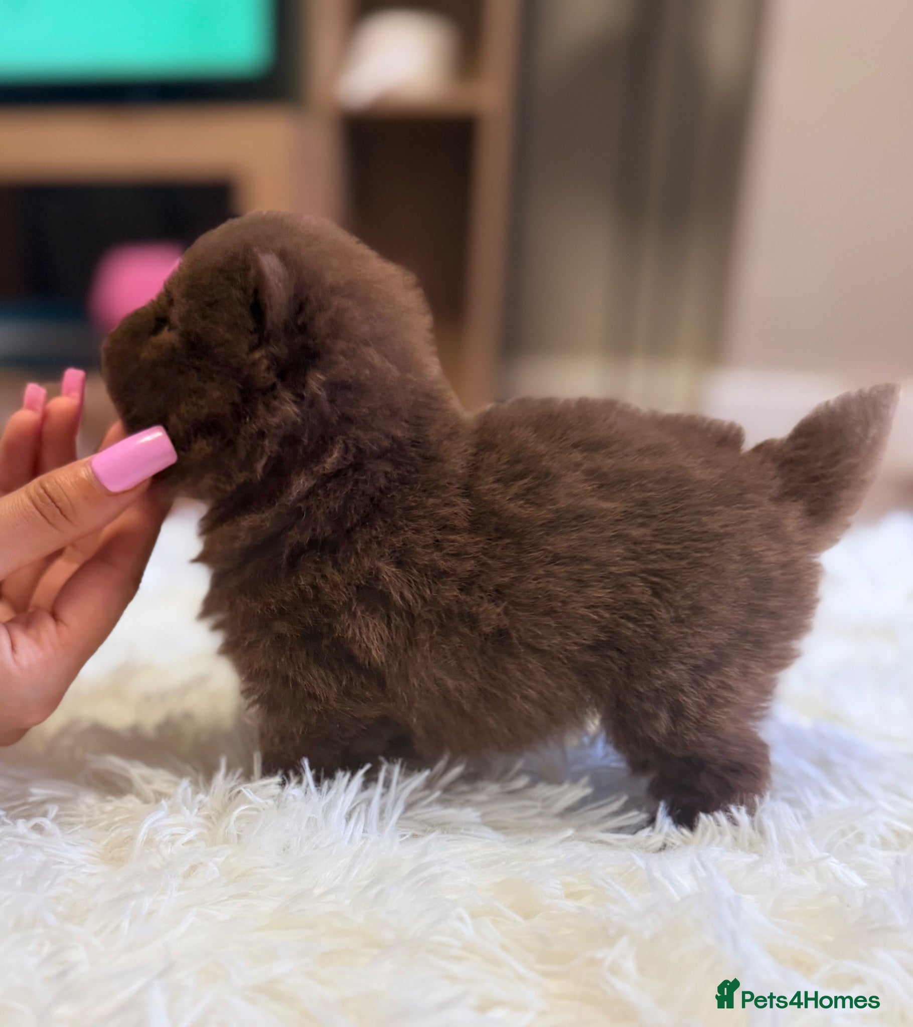 Pomeranian dogs 👑Elite 👑 Rare Colour Teddy Bear Pomeranians   👑 - Advert 1