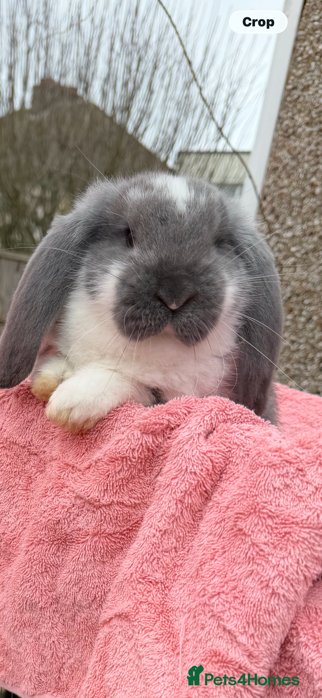 French Lop rabbits French lops  - Advert 3