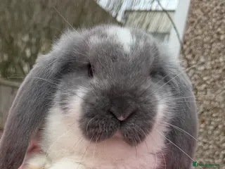 French Lop rabbits French lops - Advert 3