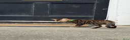 Bengal cats for sale: TICA PURE BREED BENGAL READY TO GO - Advert 12