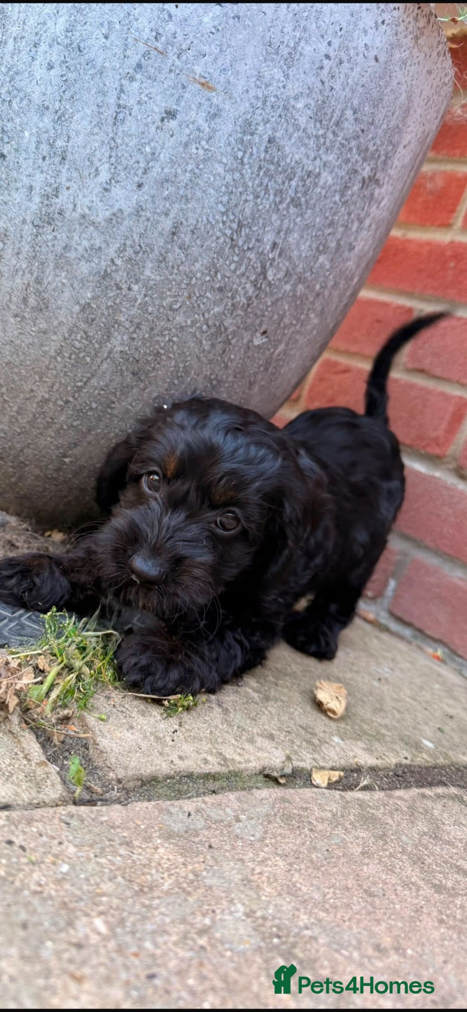 Cockapoo dogs F1 cockapoos 2 beautiful girls available  - Advert 2