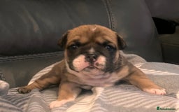 English Bulldog dogs for sale: Kc reg English bulldog puppies 🏴󠁧󠁢󠁥󠁮󠁧󠁿 - Image 19