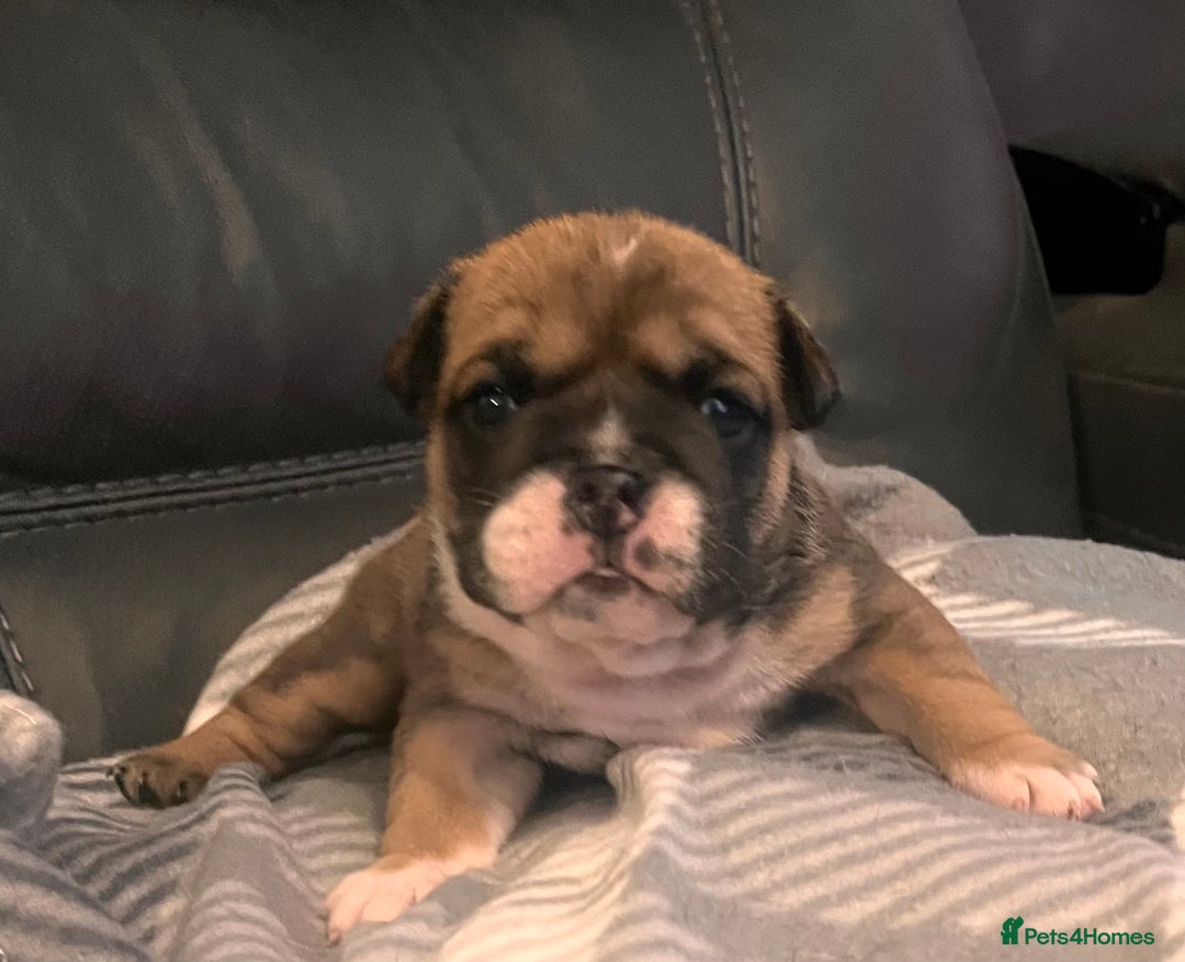 English Bulldog dogs for sale: Kc reg English bulldog puppies 🏴󠁧󠁢󠁥󠁮󠁧󠁿 - Image 19