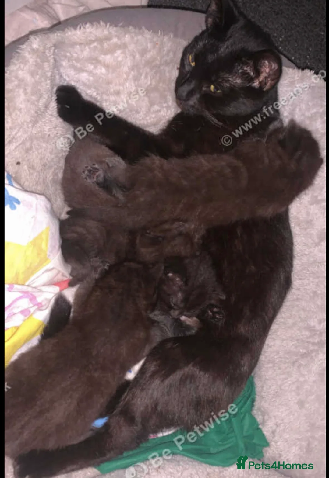 Mixed Breed cats for sale: Beautiful black male kitten - Advert 1