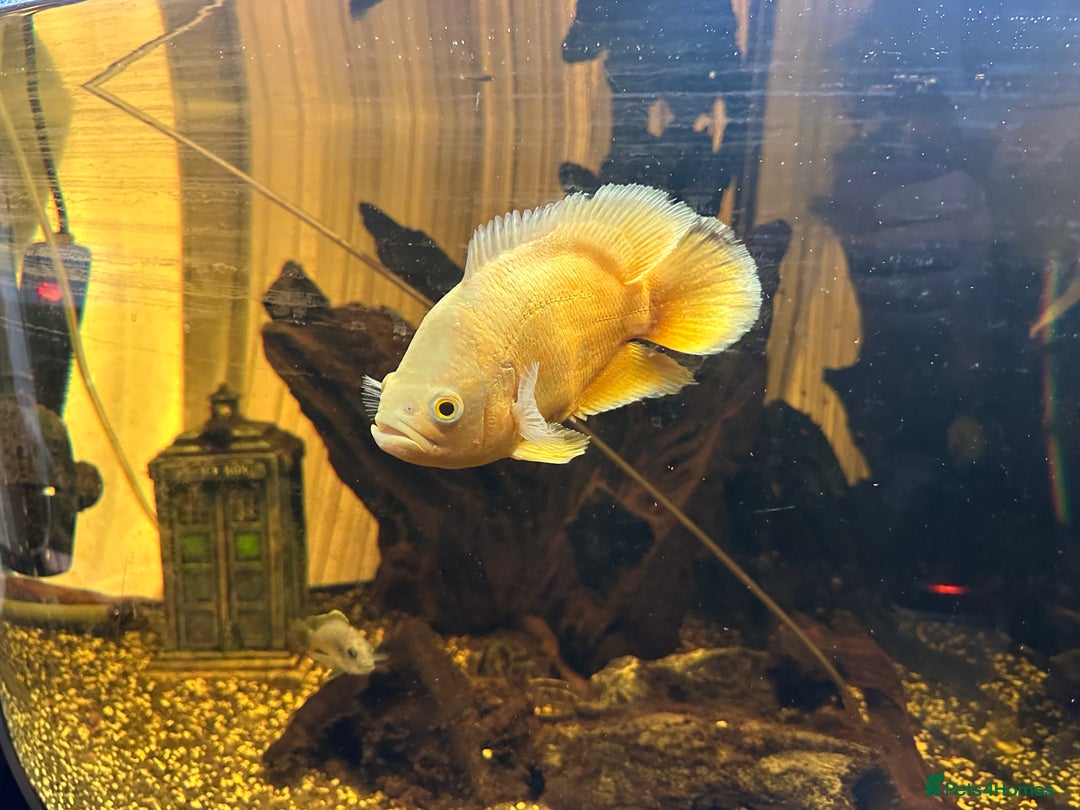 Other/Mixed Breed fish for sale: Albino Oscar - Advert 3