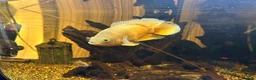 Other/Mixed Breed fish for sale: Albino Oscar - Advert 3