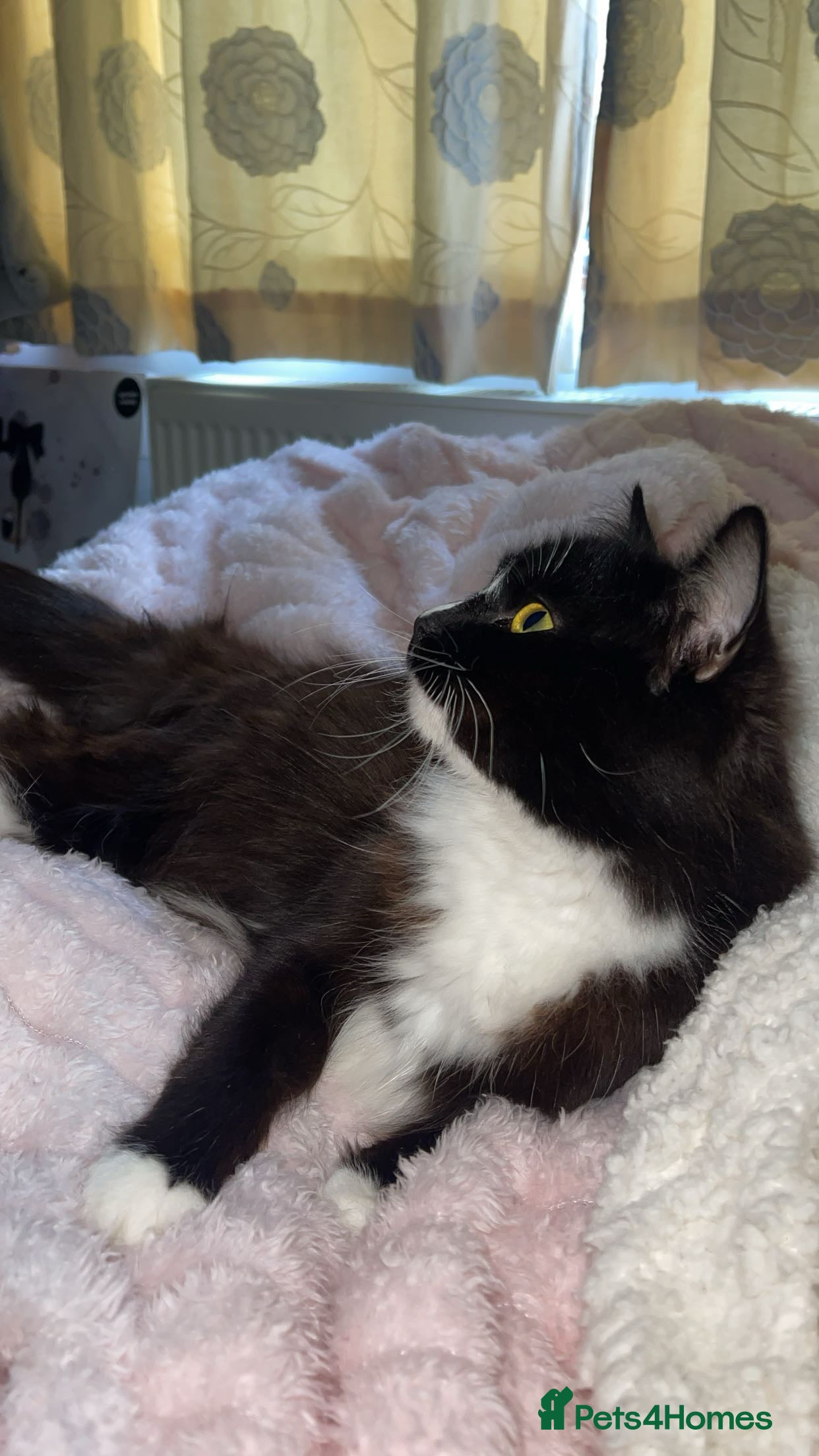 Maine Coon cats Female Maine Coone/Ragdoll Mix - Advert 18