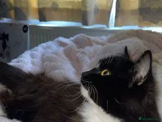 Maine Coon cats Female Maine Coone/Ragdoll Mix - Advert 18