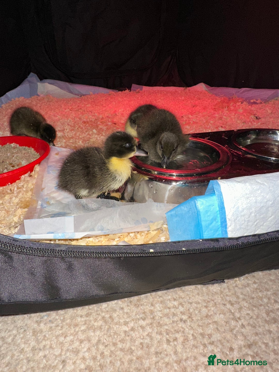 Ducks poultry for sale: Ducks for sale  - Advert 3