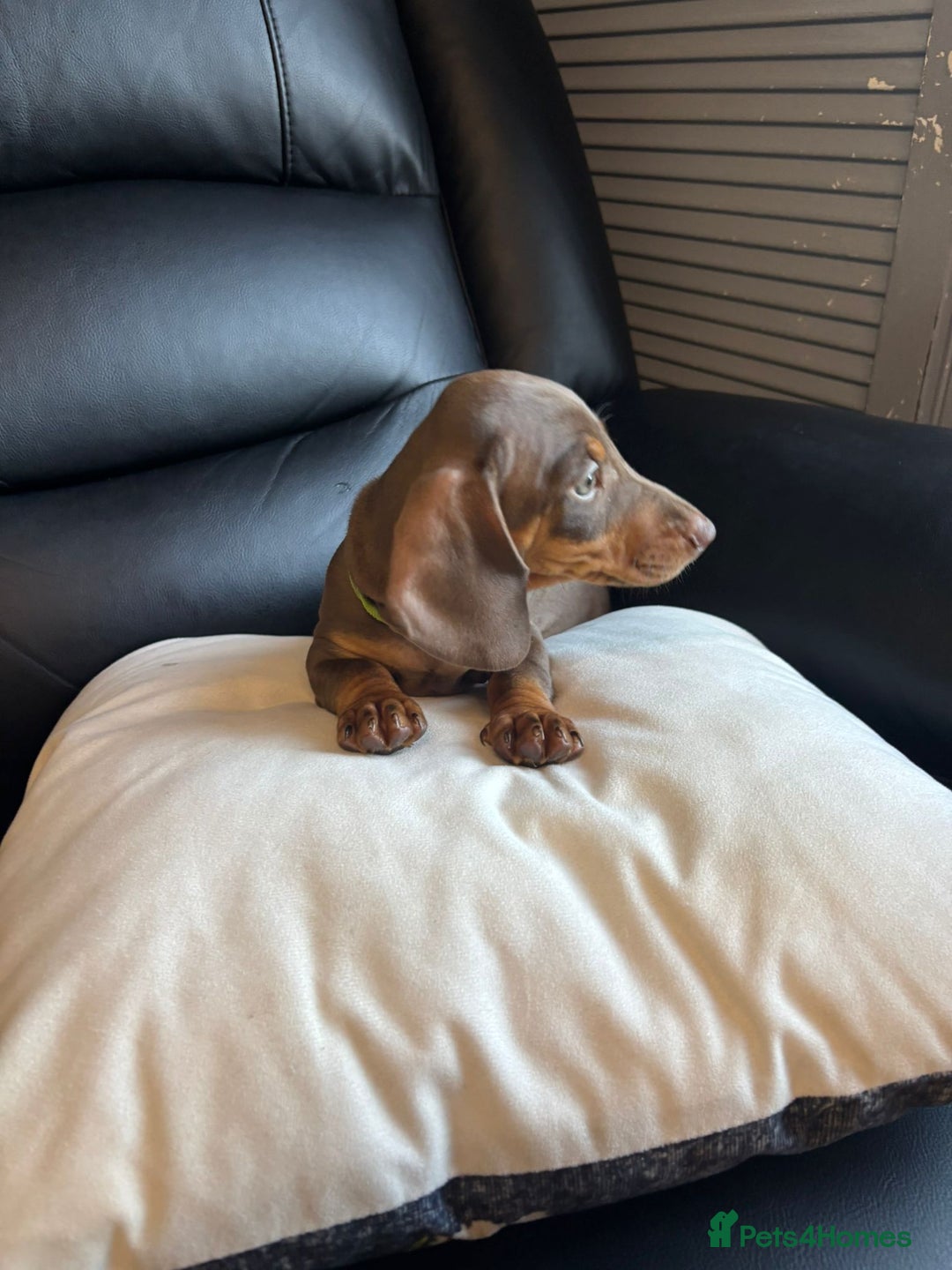 Dachshund dogs for sale: Miniature Dachshund pups £600 - Image 5