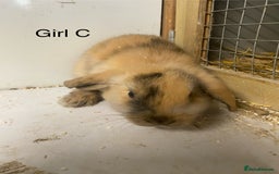 Mini Lop rabbits for sale: Beautiful mini lop bunnies - Advert 4