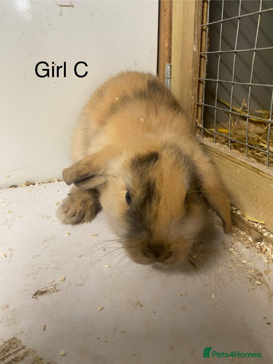 Mini Lop rabbits for sale: Beautiful mini lop bunnies - Advert 4