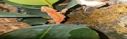 Gecko reptiles for sale: Gargoyle gecko  - Advert 4