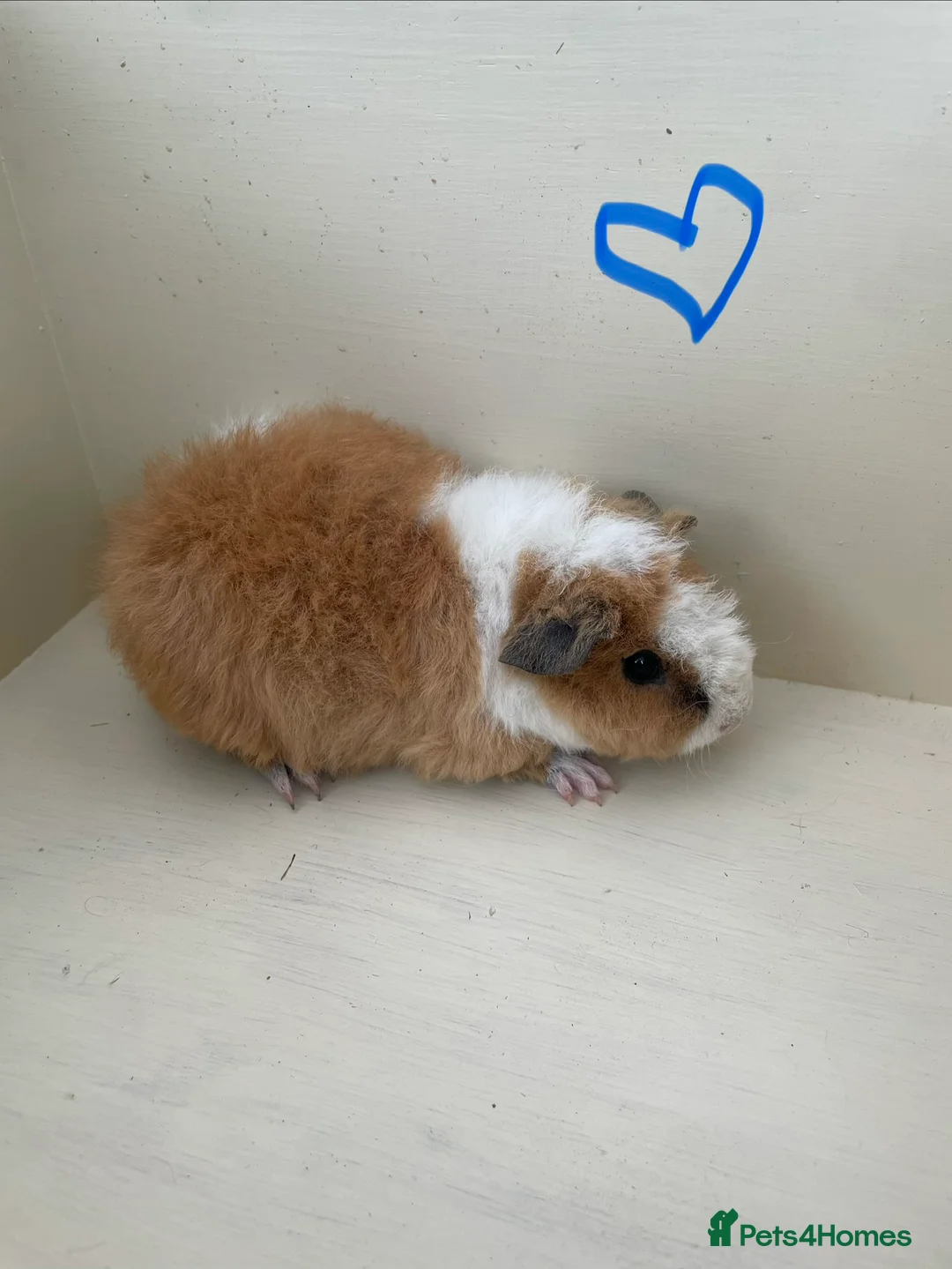 Guinea Pig rodents for sale: Pure bred baby Teddy Guinea Pigs - Advert 3