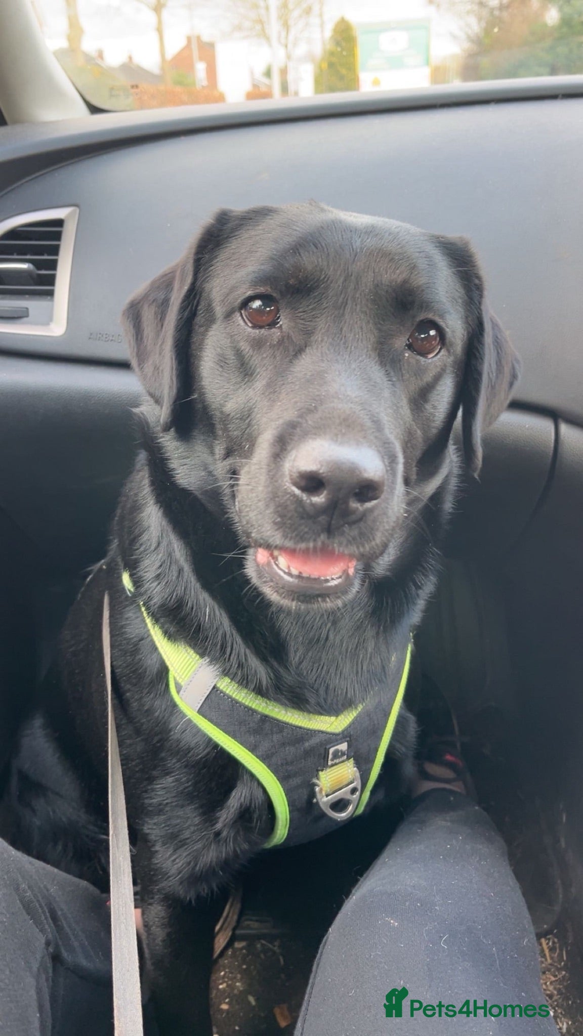 Labrador Retriever dogs 5 stunning Labrador puppies for sale - Advert 2