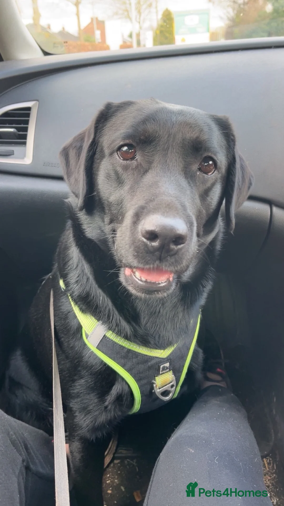 Labrador Retriever dogs for sale: 5 stunning Labrador puppies for sale - Advert 1