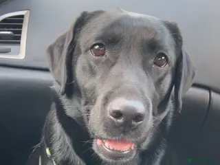 Labrador Retriever dogs 5 stunning Labrador puppies for sale - Advert 2