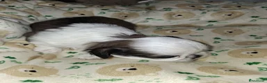 Shih Tzu 3