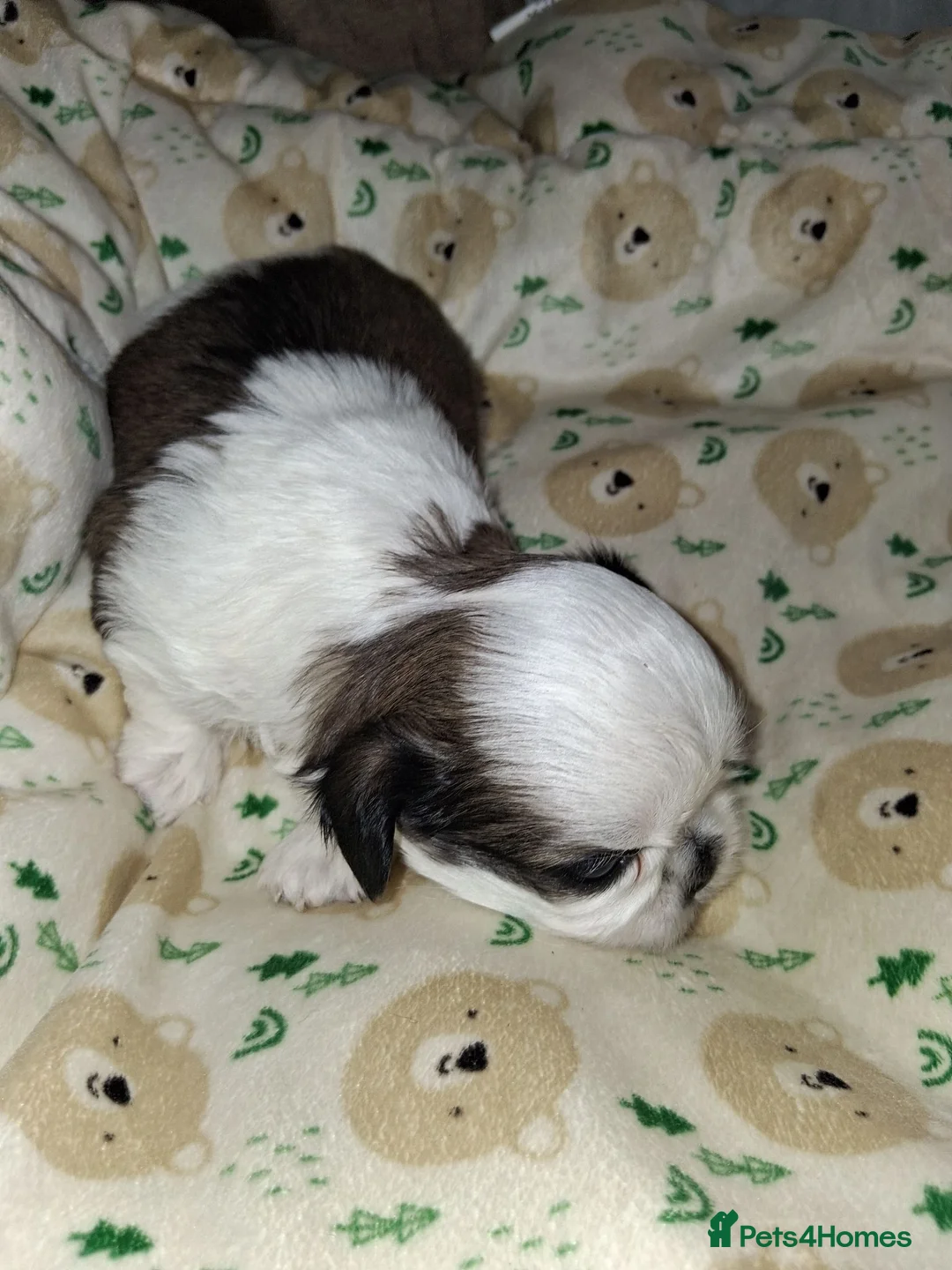 Shih Tzu dogs for sale: Imperial dobie shih tzu - Advert 16