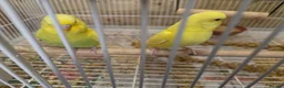 Budgerigars birds for sale: Gorgeous Baby Budgies  - Advert 4