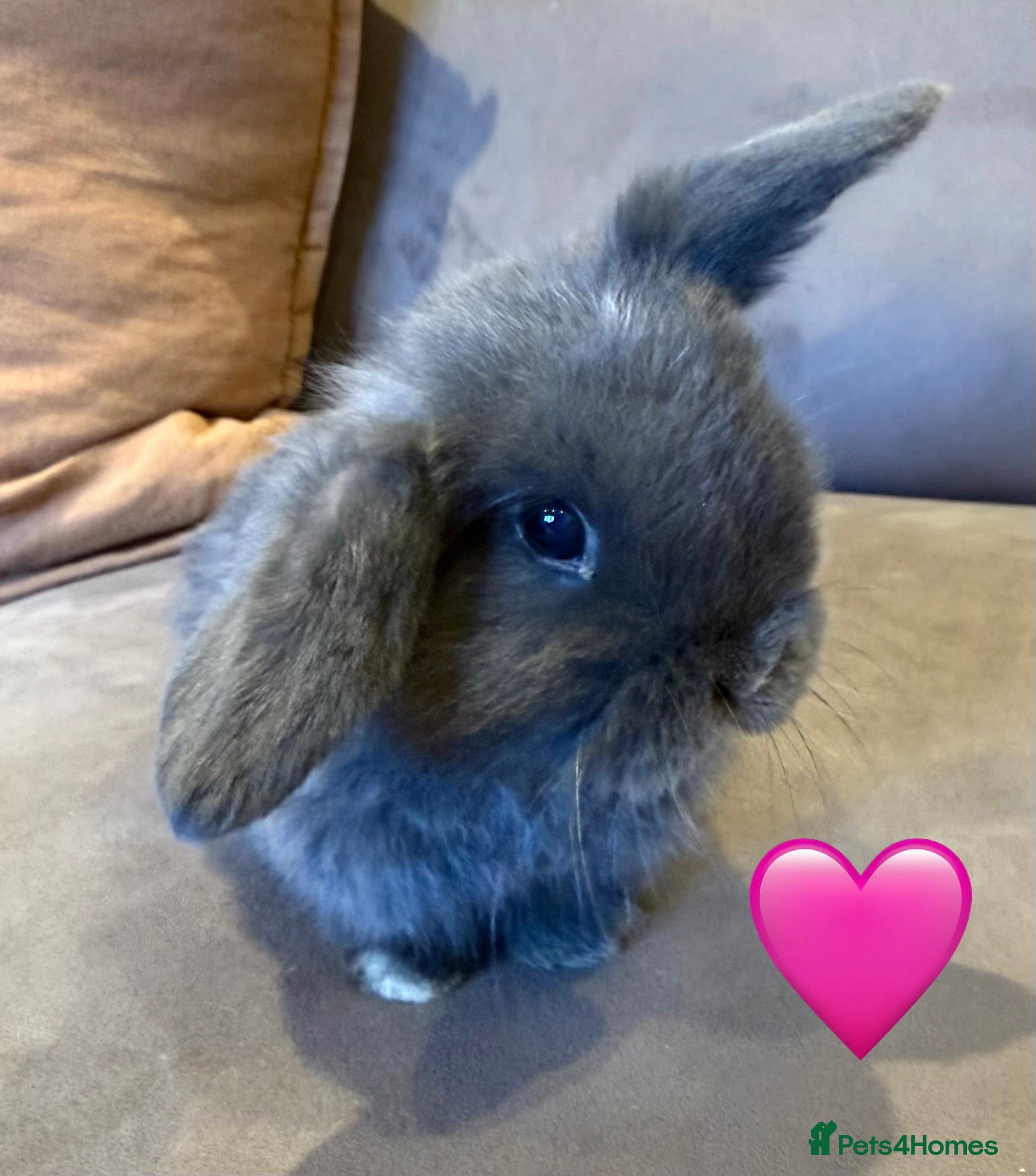 Mini Lop rabbits Gorgeous mini lop Grey/Blue Doe - Advert 12