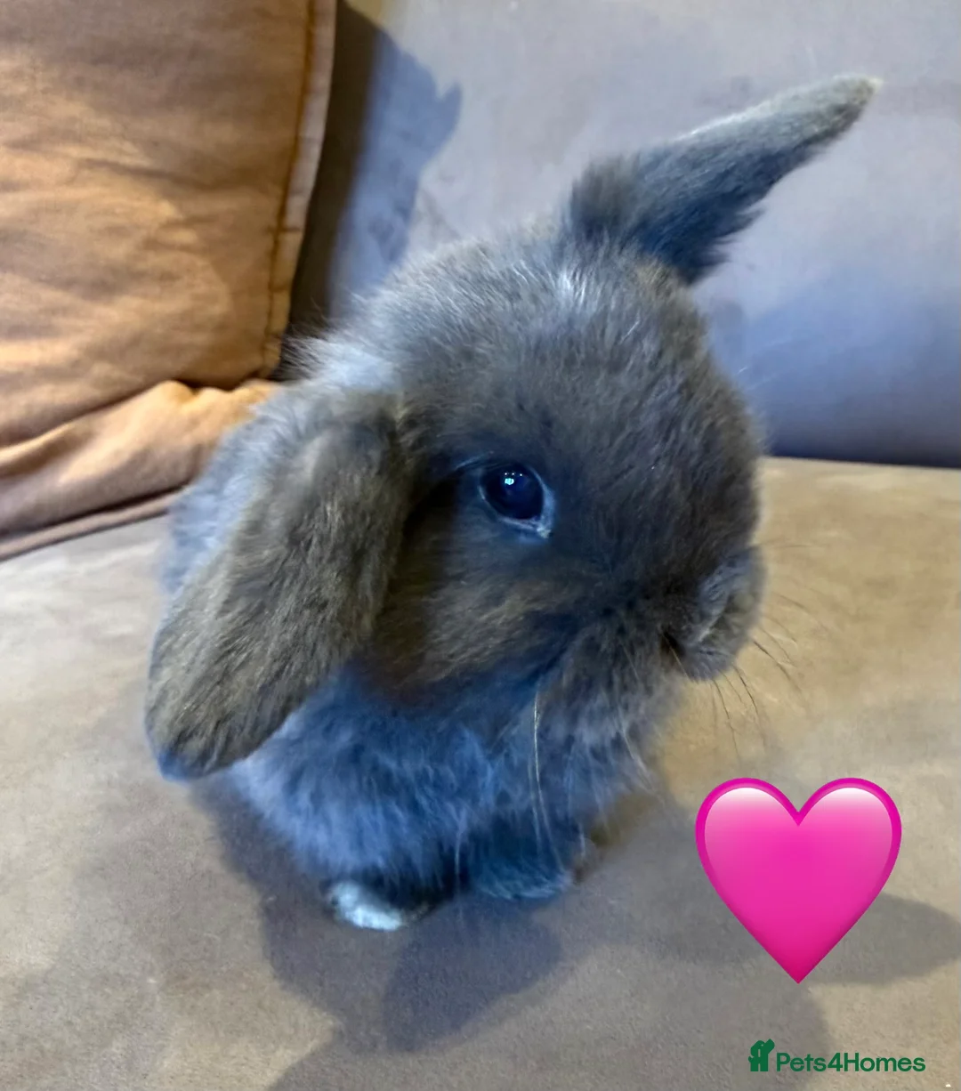Mini Lop rabbits for sale: Three gorgeous mini lops. White and two Grey/Blue - Advert 4