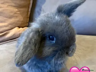 Mini Lop rabbits Gorgeous mini lop Grey/Blue Doe - Advert 12