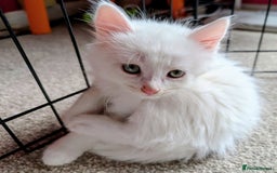 Mixed Breed cats for sale: Beautiful Kittens - Image 6