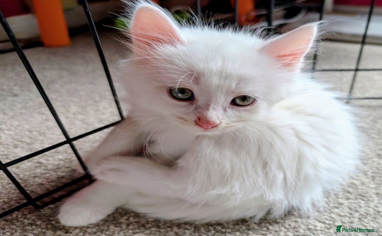 Mixed Breed cats for sale - Advert 1