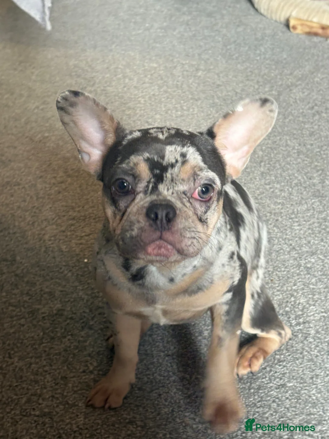 French Bulldog dogs for sale: Khaleesi- Frenchbull  - Advert 20